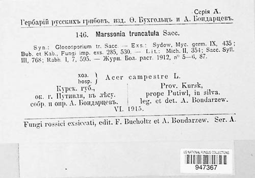 Marssonina truncatula image